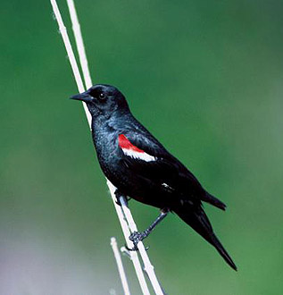 tricolored blackbird
